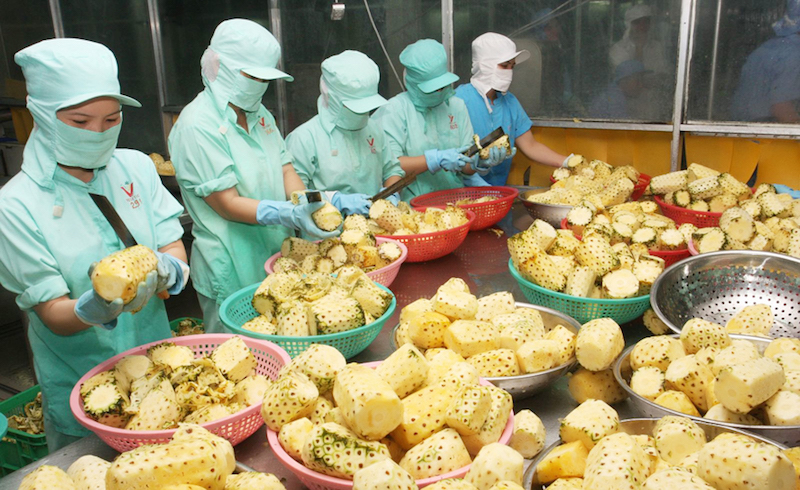 Xuất khẩu rau quả 'hụt thu' ở thị trường Trung Quốc