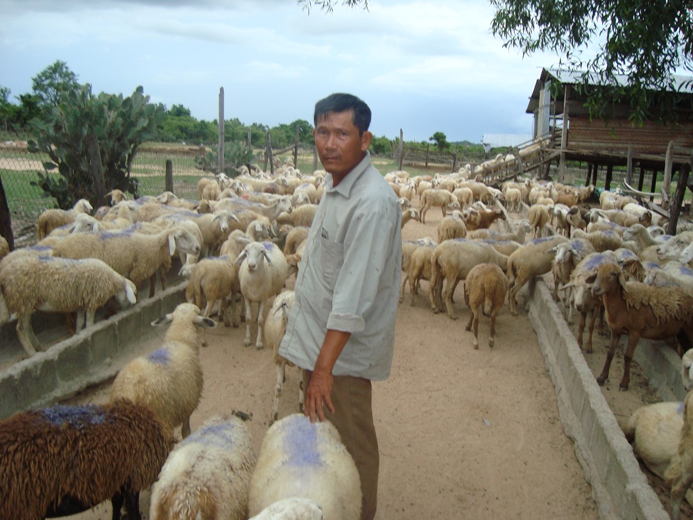 Ninh Thuận: chuẩn hóa sản phẩm thịt cừu từ ‘bệ phóng’ OCOP