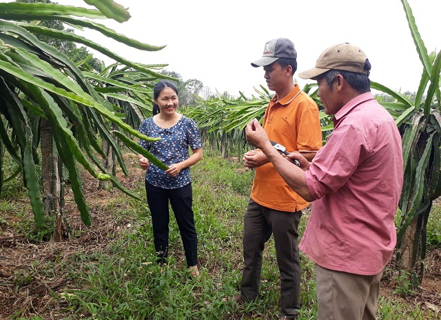 HTX phủ xanh đất dốc bằng cây ăn quả