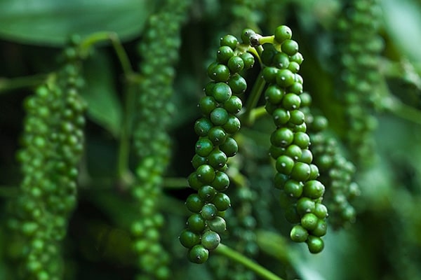Giá tiêu đang trên đà tăng, sắp tái lập mốc 50.000 đồng/kg