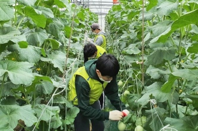 Đại sứ quán Hàn Quốc cảnh báo về chương trình phái cử lao động thời vụ