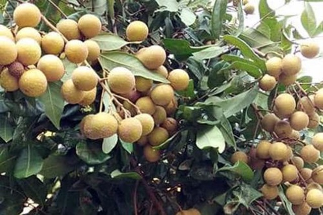 Lô nhãn tươi đầu tiên của Hải Dương xuất khẩu sang loạt thị trường cao cấp
