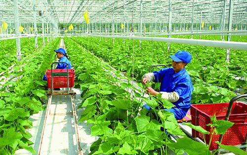Phát triển kinh tế hợp tác xã trong thời kỳ kinh tế số