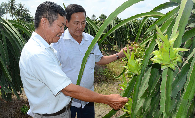 Sản xuất VietGAP, trái thanh long không cần 'giải cứu'