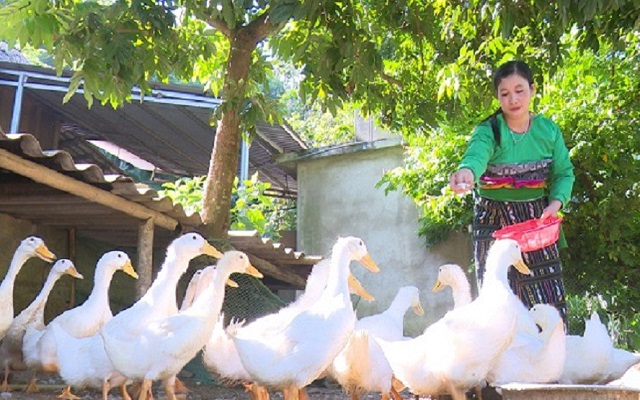 Huyện miền núi Quan Sơn giảm nghèo nhanh và bền vững