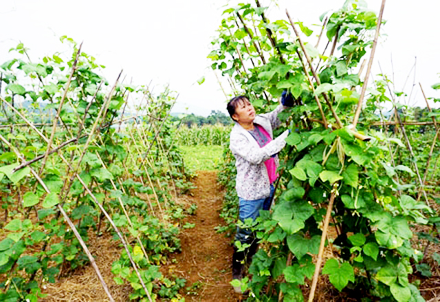 Lương Sơn thúc đẩy nông nghiệp hữu cơ