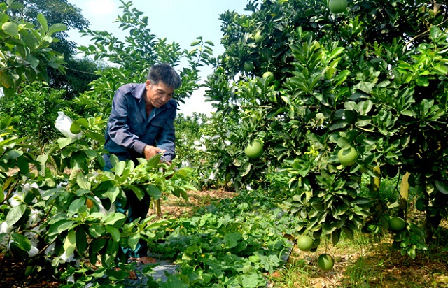 Hát Lót: Giảm nghèo từ chuyển đổi cơ cấu cây trồng