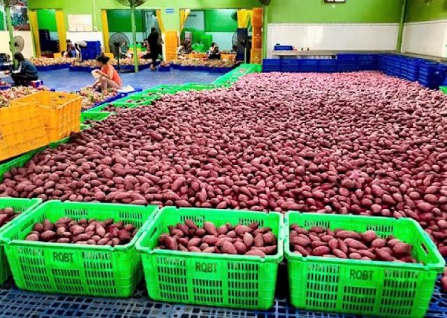 Rau quả Việt Nam xuất khẩu sang Thái Lan tăng đột biến 234%
