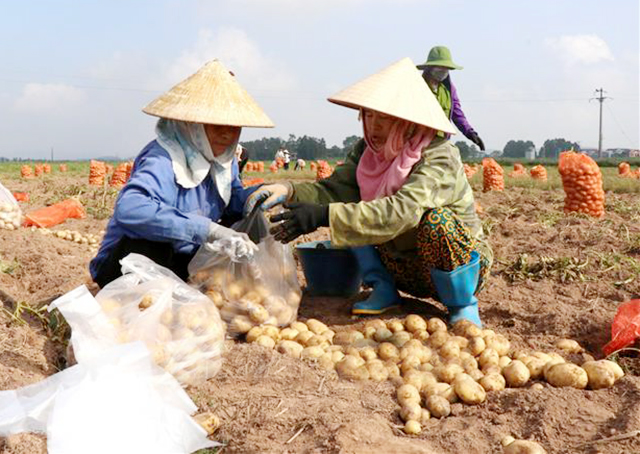 Sản xuất an toàn tạo 'cú hích' cho thương hiệu khoai tây Quế Võ