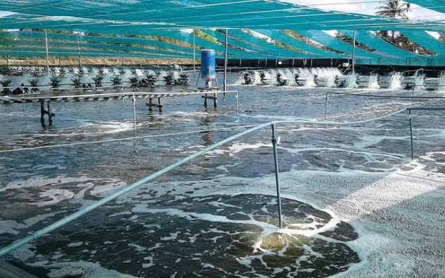Nuôi tôm sạch là tiền đề cho an toàn lao động