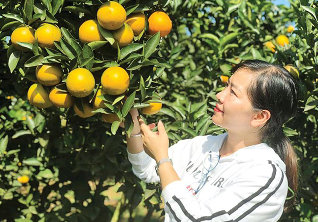 Nông dân Phù Yên bứt lên mạnh mẽ từ cây có múi