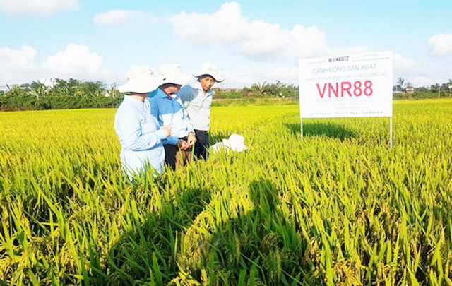 Tuy Phước phát triển nông nghiệp để giảm nghèo