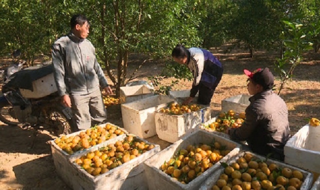 thu-hoach-quyt-8572-1597650714.jpg