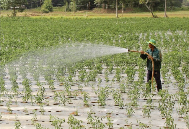Trà Cú giảm nghèo hiệu quả từ bệ đỡ nông nghiệp