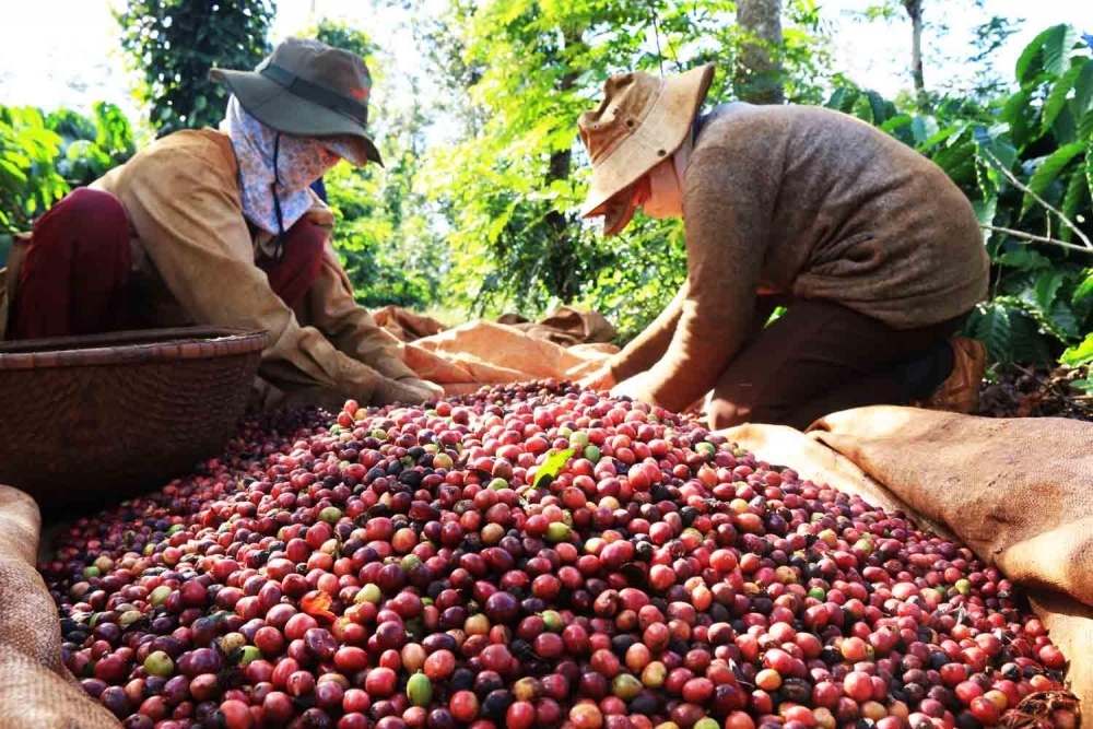 Thị trường nông sản ngày 18/8: giá lợn hơi giảm, lúa gạo duy trì ở mức cao