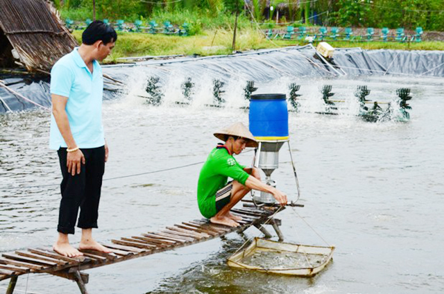 Kinh nghiệm từ mô hình 'nuôi nước trước nuôi tôm' ở Cái Nước
