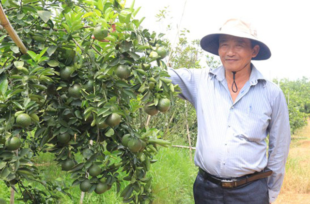Tuyên Quang Mô hình trồng cây ăn quả trên đất đồi rừng Lâm Bình thu nhập  cao