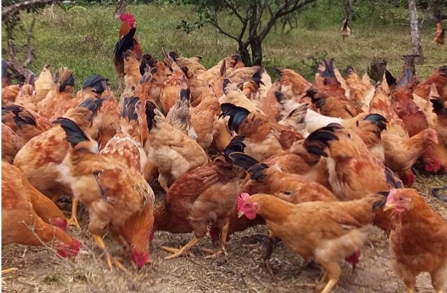 HTX Sơn Hóa: Khẳng định thành công từ thương hiệu “Gà đồi Tuyên Hóa”