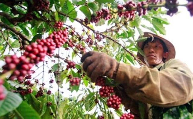 Thị trường nông sản ngày 20/8: giá cà phê quay đầu giảm, giá tiêu bật tăng