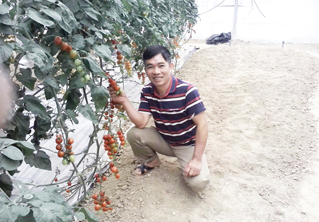 HTX Liên Ấp, Bắc Ninh: Sản xuất khoa học, thu lợi lớn từ rau an toàn