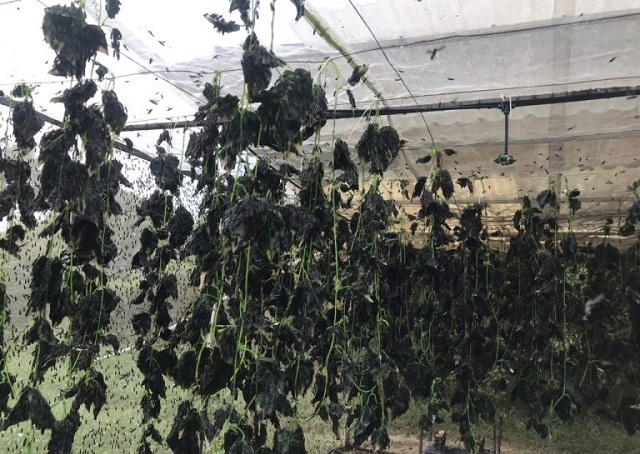 Chuyện không tưởng của HTX nuôi... ruồi