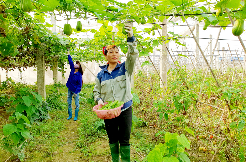 Nhiều tiềm năng từ mô hình trồng rau VietGAP ở Xuân Đám
