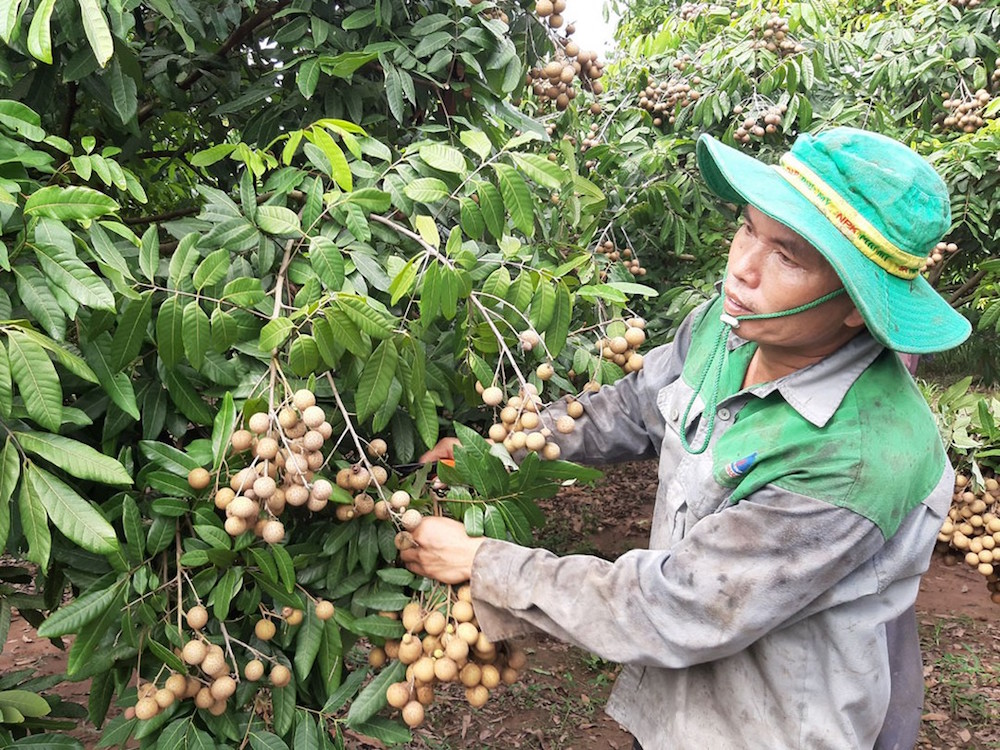 Trái cây đặc sản loay hoay tìm chỗ trên 'sân nhà'