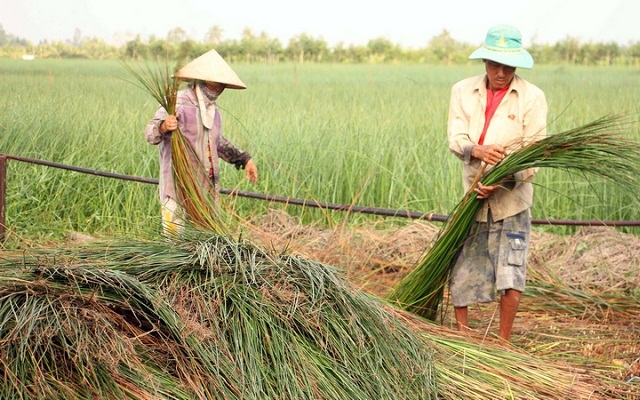 Vũng Liêm phát triển HTX để tạo việc làm và giảm nghèo bền vững