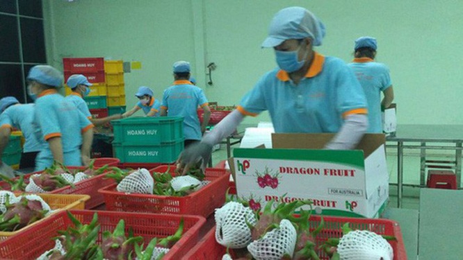 Xuất khẩu trái cây sang Mỹ bình thường trở lại từ tuần này