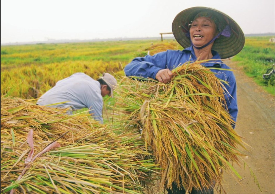 Thị trường nông sản ngày 25/8: Giá lúa gạo ổn định, cà phê tăng theo đà thế giới