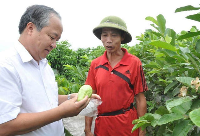 'Làn gió mới' tại các vùng trồng cây ăn quả ở Tân Yên