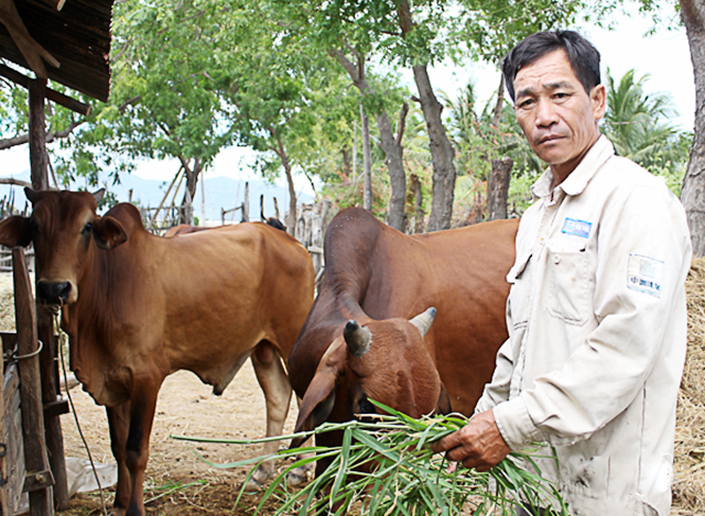 Thuận Nam nhân rộng các mô hình chăn nuôi gia súc để 'đuổi nghèo'