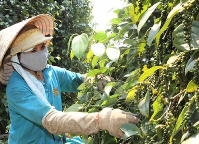 Thị trường nông sản ngày 26/8: Cà phê đồng loạt tăng, lợn hơi tiếp tục đà giảm