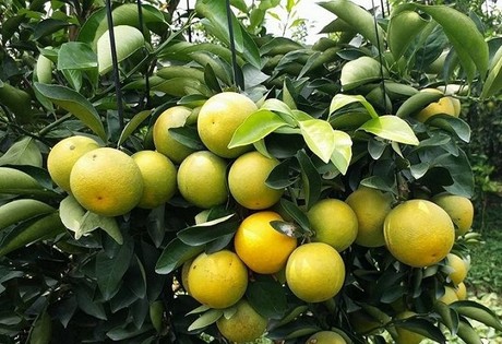 Hiệu quả thiết thực từ trồng cam xoàn VietGAP