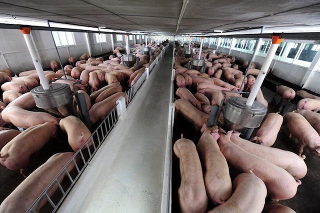 Kinh doanh có lãi, doanh nghiệp chăn nuôi lợn tăng đàn hàng trăm nghìn con