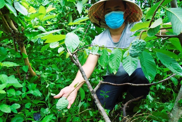 Bình Dương: Na dứa lên đời cùng HTX