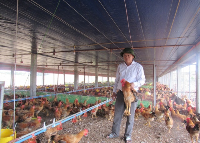 Kinh nghiệm nuôi gà 'đẻ trứng vàng' ở HTX Tài Lực
