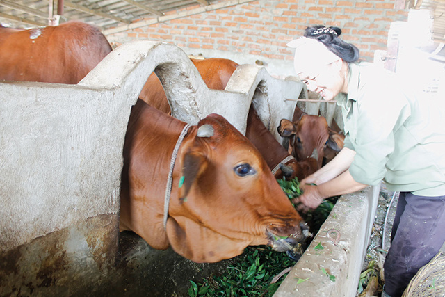 Chăn nuôi sinh học mở lối đi mới cho ngành nông nghiệp