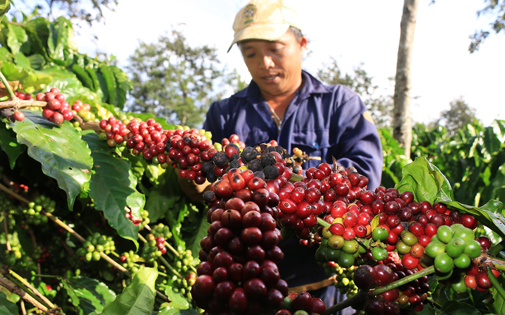 Thị trường giá nông sản hôm nay 3/9: Cà phê tăng đồng loạt thêm 500 đồng/kg, hạt tiêu đi ngang
