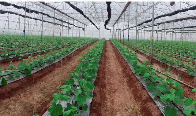 HTX Mạnh Liên: Trồng rau sạch vì cuộc sống xanh