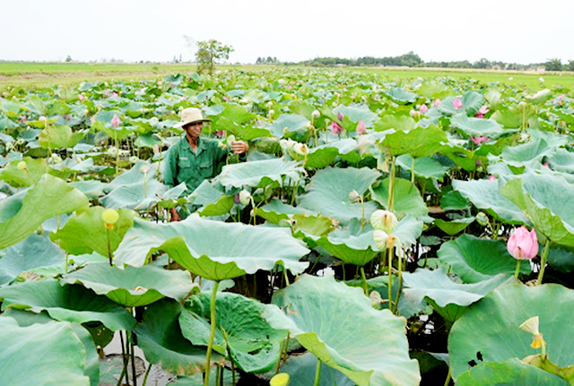Hải Lăng: Gắn thêm 'động cơ' cho sản xuất nông nghiệp