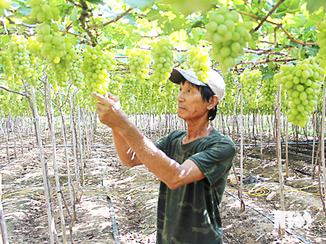Ninh Phước giảm nhanh tỷ lệ hộ nghèo đồng bào Chăm