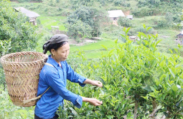 Chè Chốt khoe hương vị 'xanh' nơi vùng biên