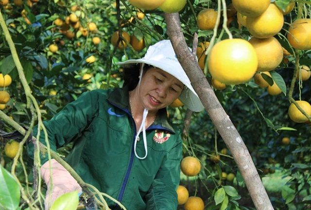 Ngọt lành cam Khe Mây trên vùng đất sỏi đá gió Lào
