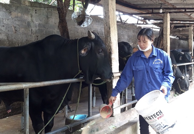 Phát triển bò thịt chất lượng cao: Thịt bò Wagyu “made in Hà Nội”