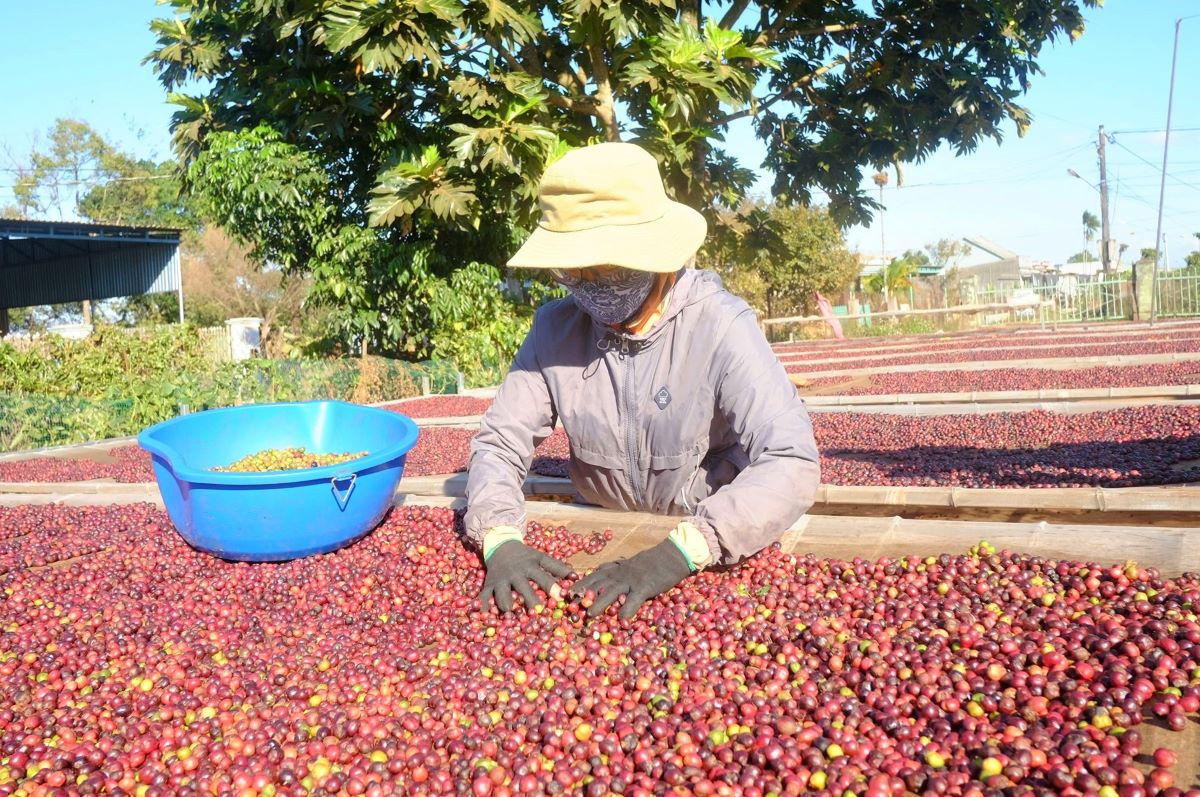 Giá nông sản ngày 9/9: Gạo và cà phê giảm, hồ tiêu ổn định, lợn hơi tiếp tục tăng