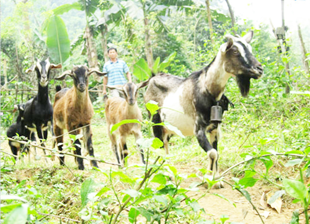 chan-nuoi-tinh-Hoa-BInh-7794-1599730597.