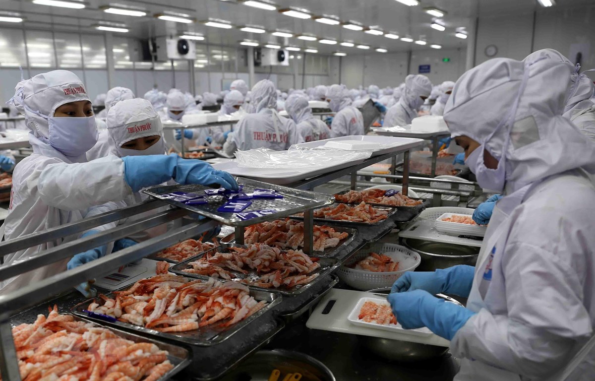Tôm đông lạnh chính thức sang châu Âu bằng 'cao tốc EVFTA'