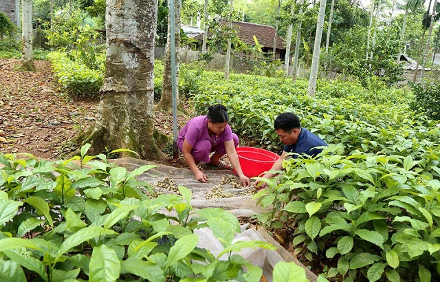 Người dân Chí Đạo đổi đời nhờ cây dổi quý