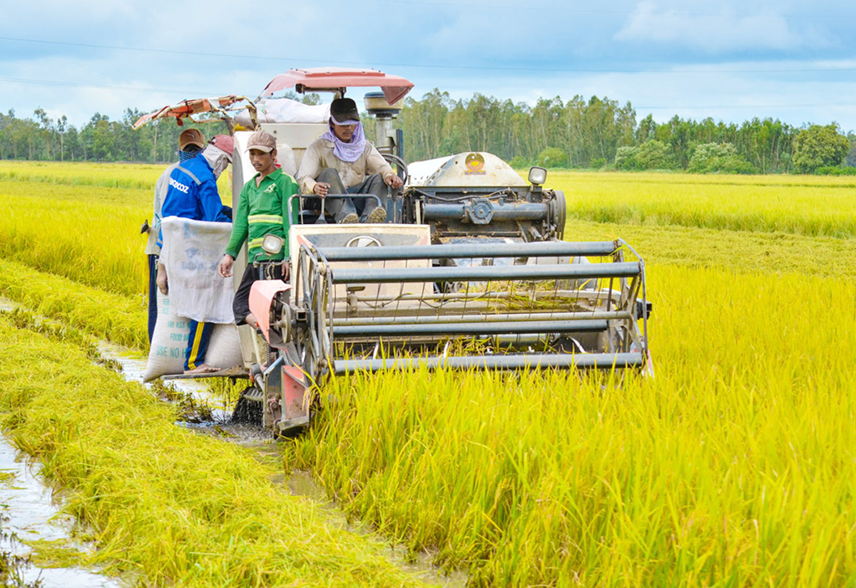 Thành công từ canh tác lúa thông minh thích ứng với biến đổi khí hậu